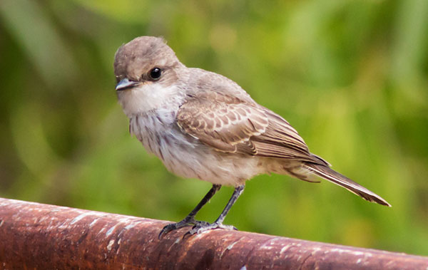 Vermilion Flycatcher Pyrocephalus rubinus 
