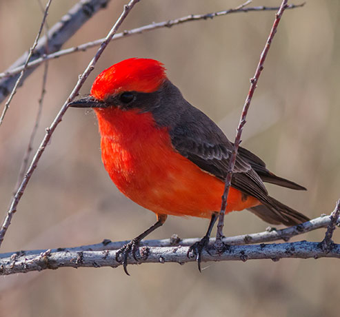 Vermilion Flycatcher Pyrocephalus rubinus 