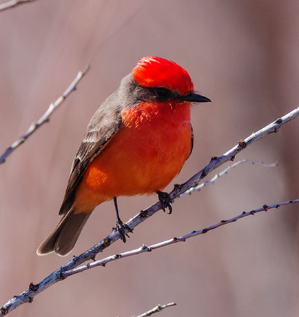 Vermilion Flycatcher Pyrocephalus rubinus 