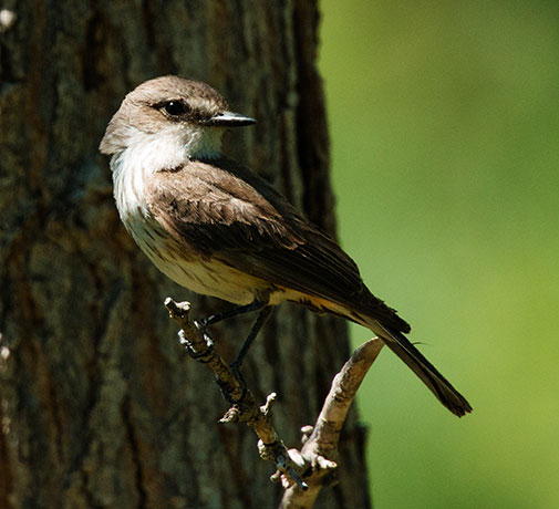 Vermilion Flycatcher Pyrocephalus rubinus 