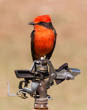 Vermilion Flycatcher Pyrocephalus rubinus 