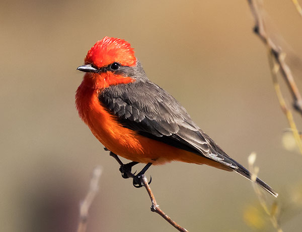 Vermilion Flycatcher Pyrocephalus rubinus 
