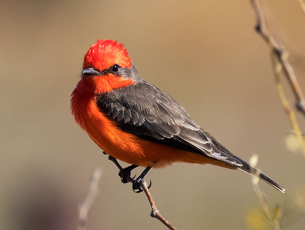 Vermilion Flycatcher Pyrocephalus rubinus 