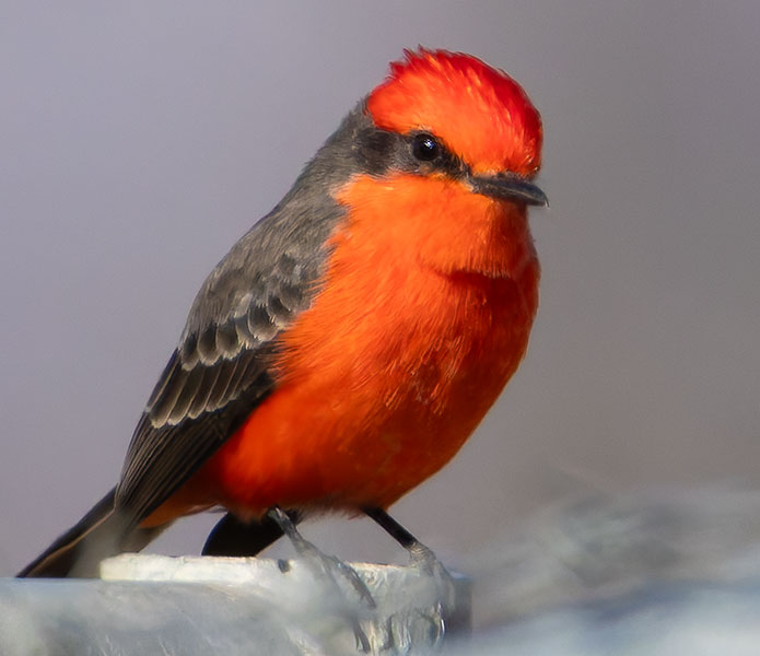 Vermilion Flycatcher Pyrocephalus rubinus 
