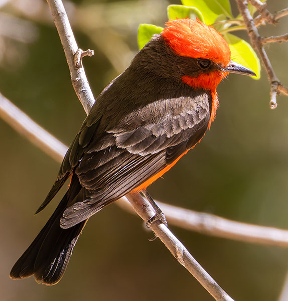 Vermilion Flycatcher Pyrocephalus rubinus 