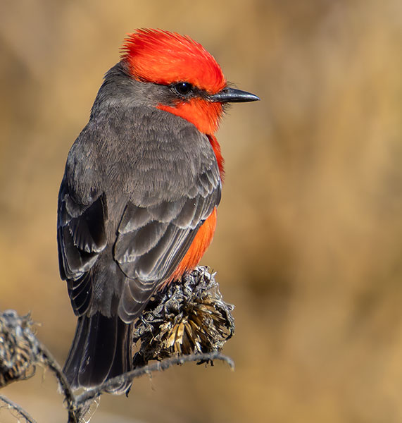 Vermilion Flycatcher Pyrocephalus rubinus 