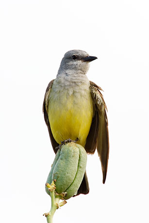Western Kingbird Tyrannus verticalis