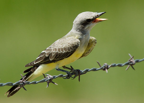 Western Kingbird Tyrannus verticalis Flycatcher