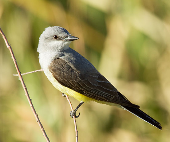 Western Kingbird Tyrannus verticalis Flycatcher