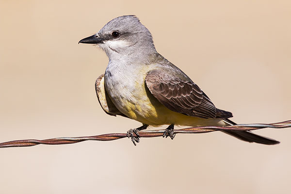 Western Kingbird Tyrannus verticalis Flycatcher