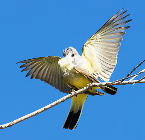 Western Kingbird Tyrannus verticalis Flycatcher