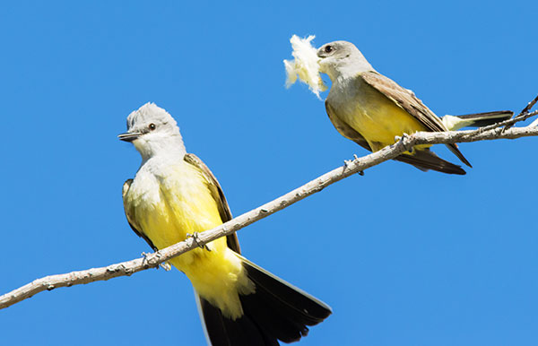 Western Kingbird Tyrannus verticalis Flycatcher