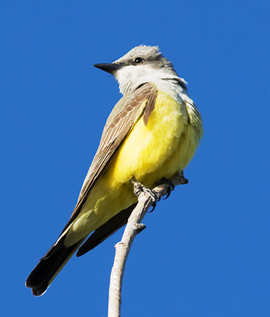 Western Kingbird Tyrannus verticalis Flycatcher