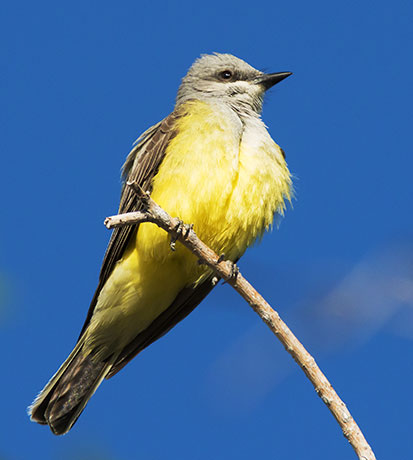 Western Kingbird Tyrannus verticalis Flycatcher
