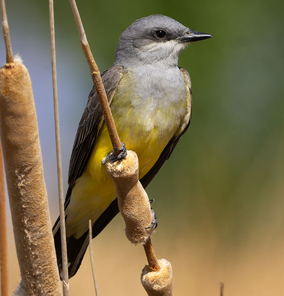 Western Kingbird Tyrannus verticalis Flycatcher
