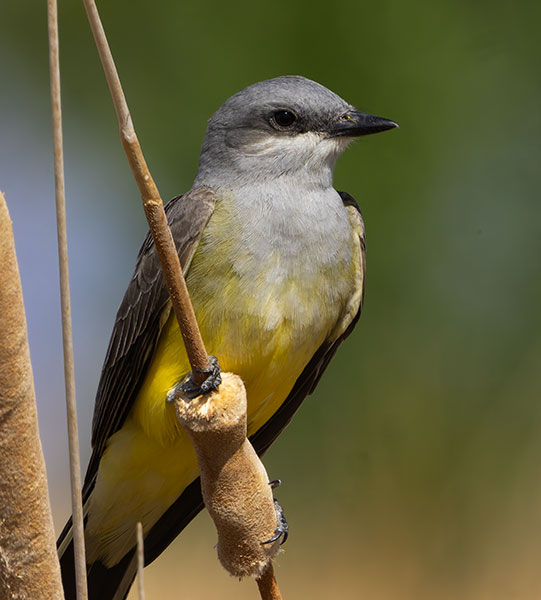 Western Kingbird Tyrannus verticalis Flycatcher