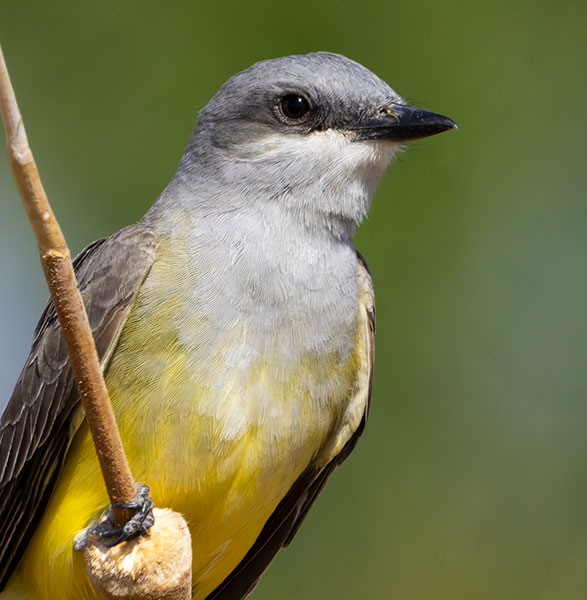 Western Kingbird Tyrannus verticalis Flycatcher