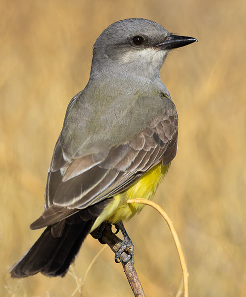 Western Kingbird Tyrannus verticalis Flycatcher