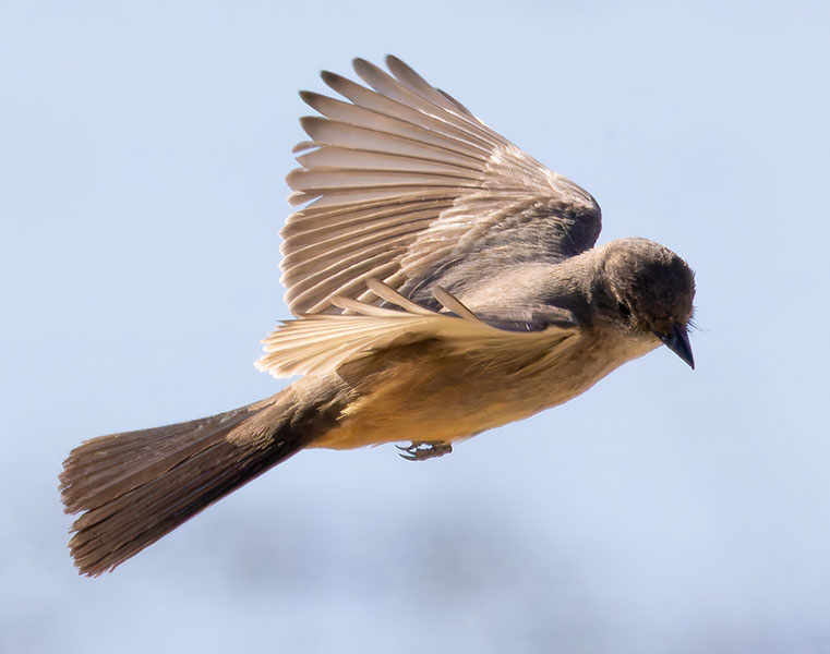 Western Kingbird Tyrannus verticalis Flycatcher
