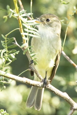 Willow Flycatcher Empidonax traillii