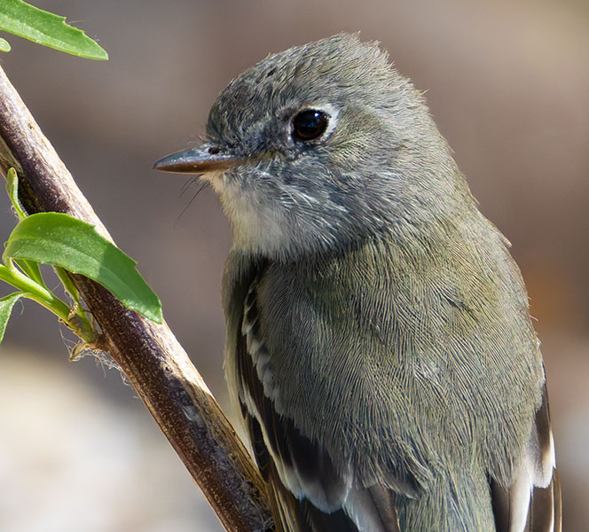 Willow Flycatcher Empidonax traillii