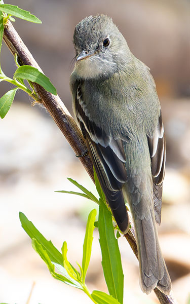 Willow Flycatcher Empidonax traillii