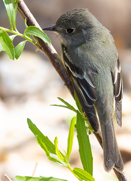 Willow Flycatcher Empidonax traillii