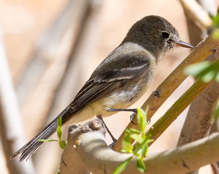 Willow Flycatcher Empidonax traillii