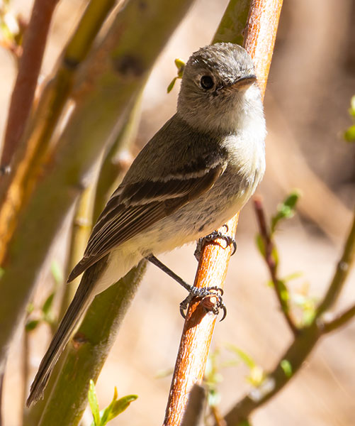 Willow Flycatcher Empidonax traillii