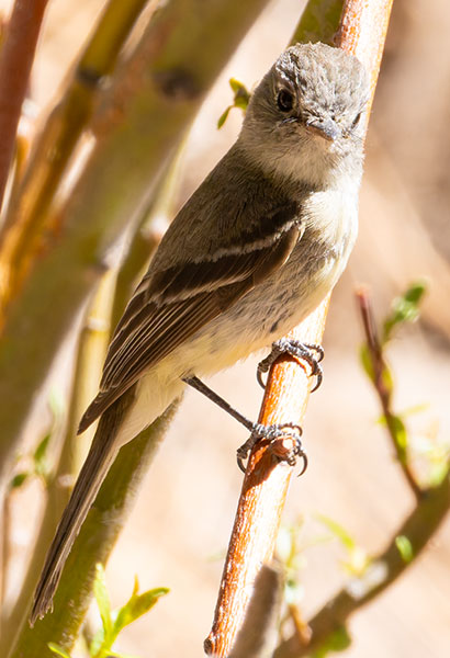 Willow Flycatcher Empidonax traillii