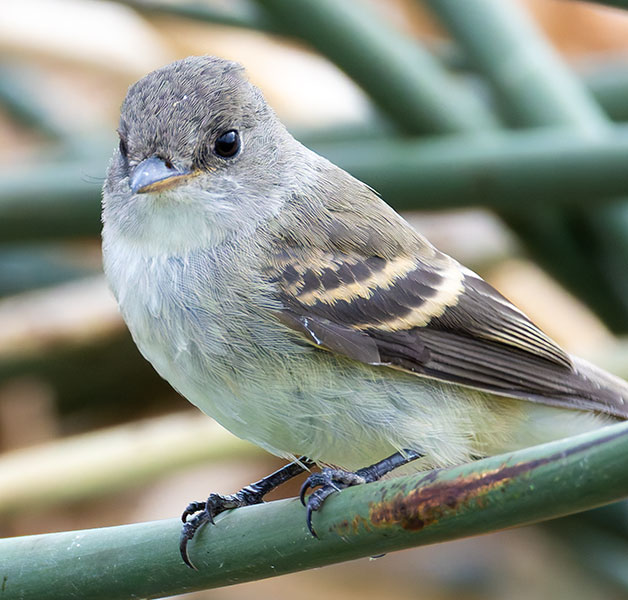 Willow Flycatcher Empidonax traillii