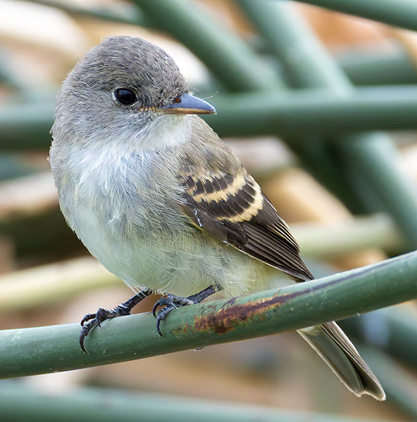 Willow Flycatcher Empidonax traillii
