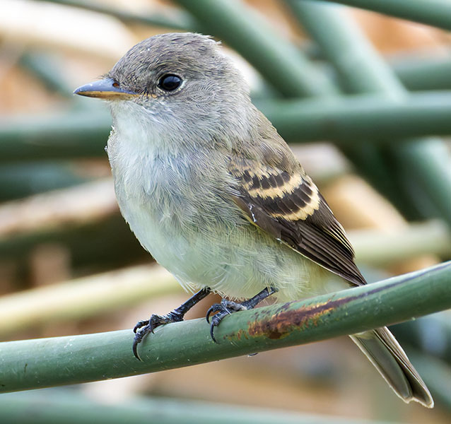 Willow Flycatcher Empidonax traillii