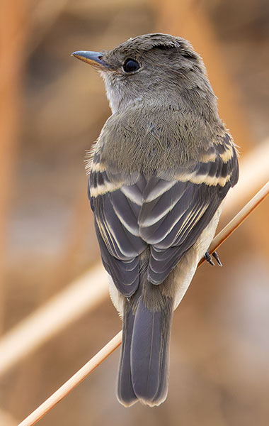Willow Flycatcher Empidonax traillii