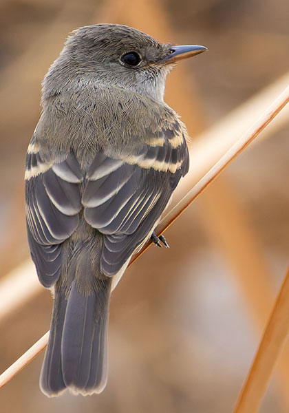 Willow Flycatcher Empidonax traillii
