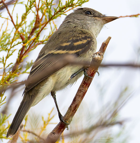 Willow Flycatcher Empidonax traillii