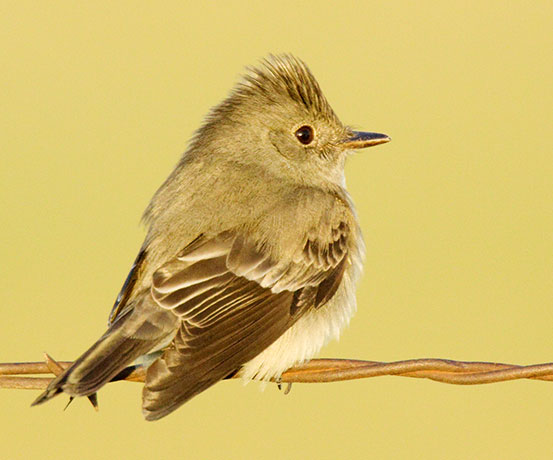 Western Wood-Pewee Contopus sordidulus