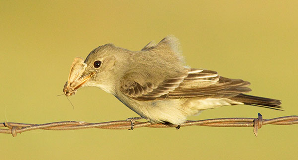 Western Wood-Pewee Contopus sordidulus