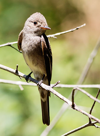 Western Wood-Pewee Contopus sordidulus