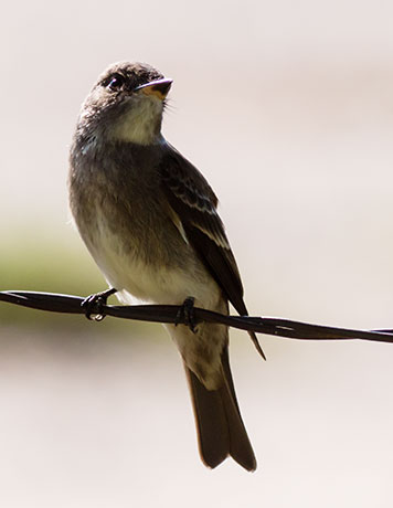 Western Wood-Pewee Contopus sordidulus