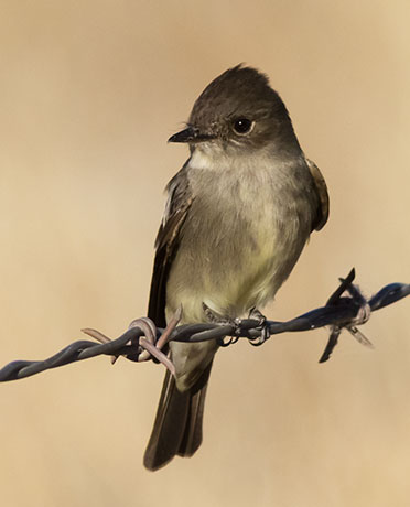 Western Wood-Pewee Contopus sordidulus