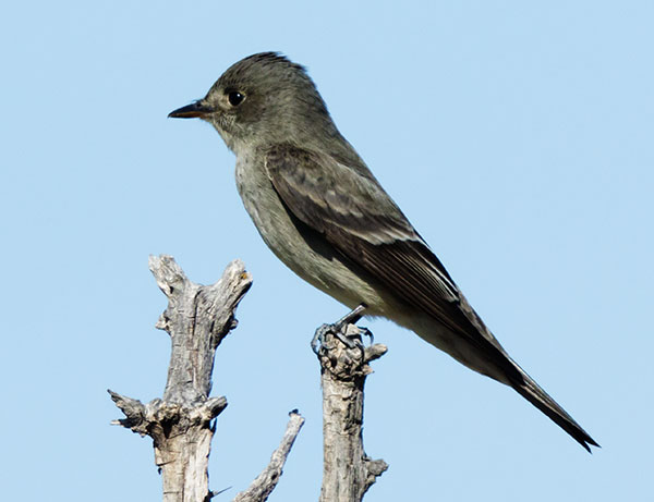 Western Wood-Pewee Contopus sordidulus