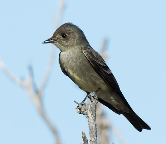 Western Wood-Pewee Contopus sordidulus