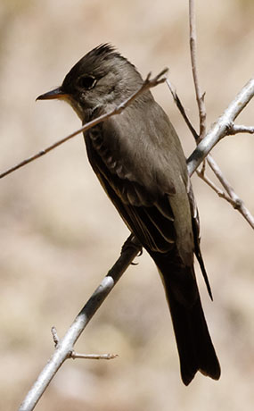 Western Wood-Pewee Contopus sordidulus