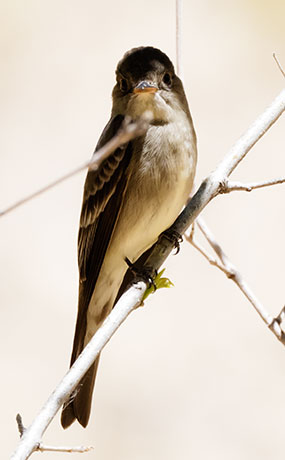 Western Wood-Pewee Contopus sordidulus