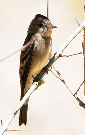 Western Wood-Pewee Contopus sordidulus