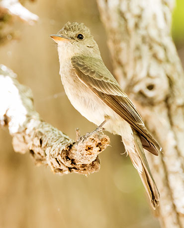 Western Wood-Pewee Contopus sordidulus
