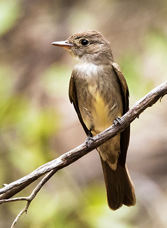Western Wood-Pewee Contopus sordidulus