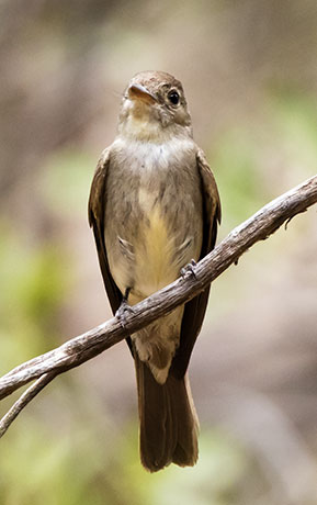 Western Wood-Pewee Contopus sordidulus