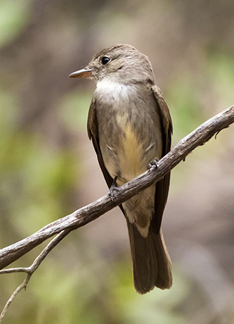 Western Wood-Pewee Contopus sordidulus